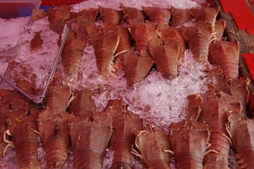 タイの魚市場その3 アジアのエビ食文化 1 アジアの伊勢海老チャンピオンがウチワエビモドキのわけ サプリメントショップノギボタニカル